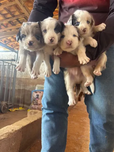 Cães