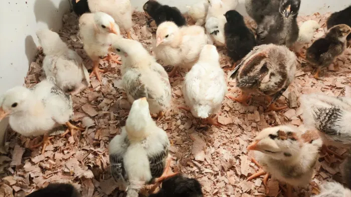 Pintinhos