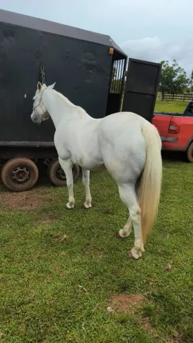 Carretinha reboque para 2 cavalos