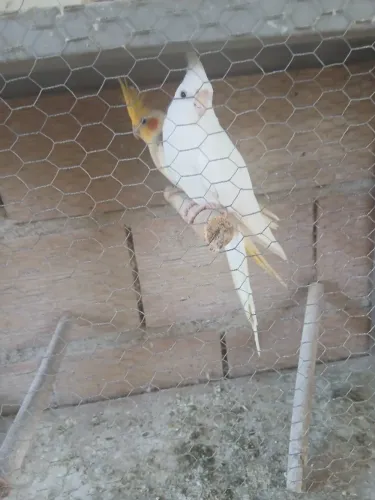 vendo