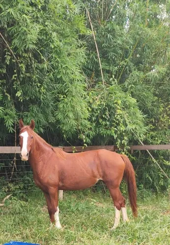 Égua Mangalarga Paulista Registrada