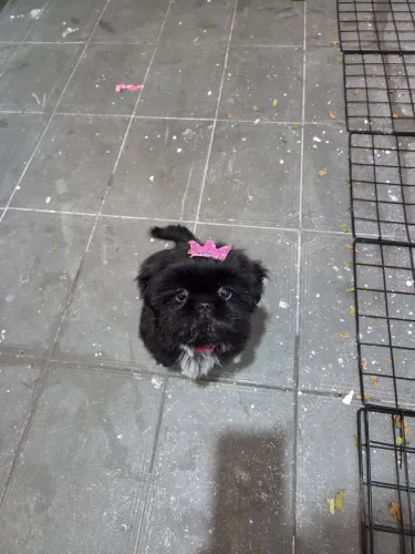 Vendo filhote de shitzu