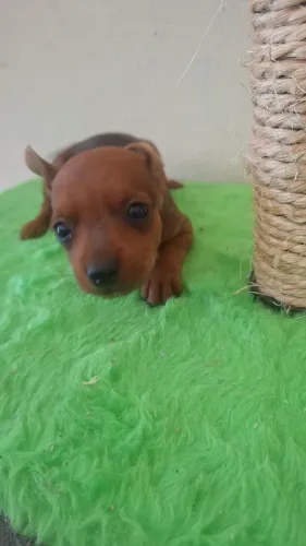 Filhote de pinscher 380