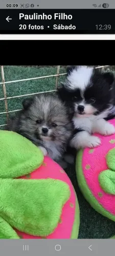 Filhotes de spitz alemão micros