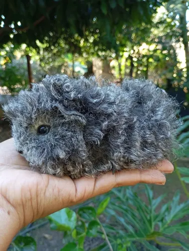 Porquinho da Índia cacheado