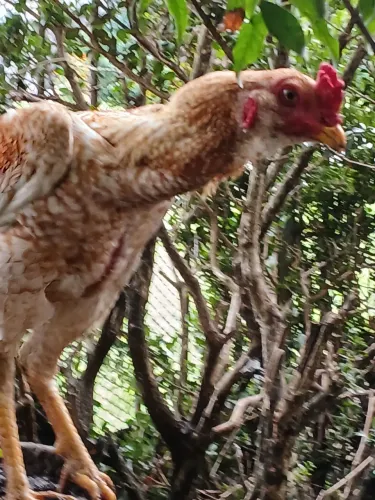 Agropecuária 