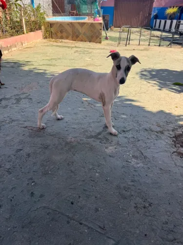 Whippet Fêmea 