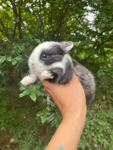 Mini coelho netherland dwarf