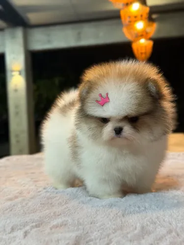 Lulu da pomerania 