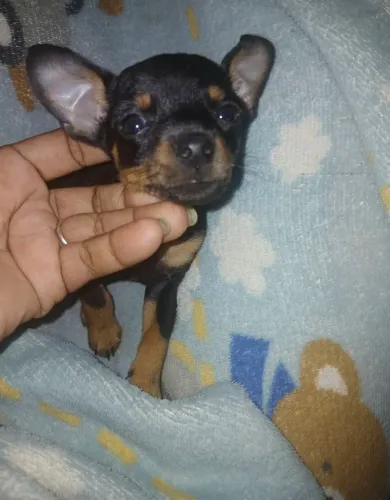 Pinscher 0. Machinho disponível pronta entrega