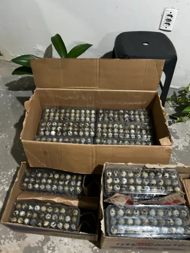Ovos de codorna