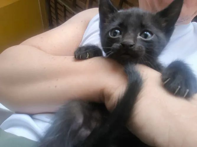 Gatinho preto Macho - BUSCAR NO GARAVELO