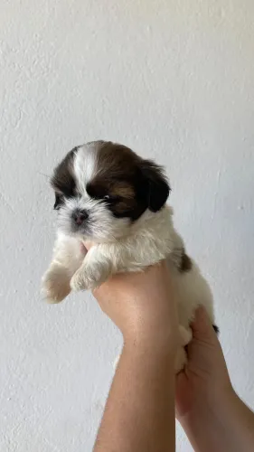 Shih tzu 