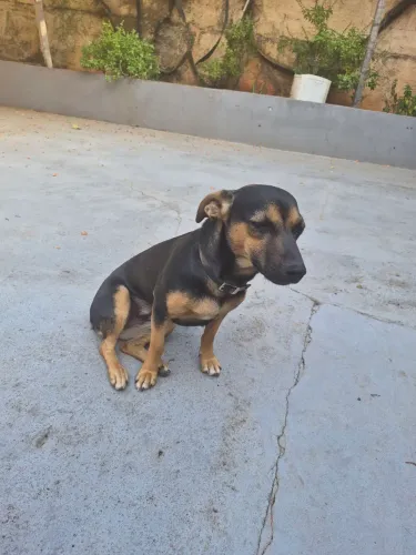 Doa-se cachorrinha