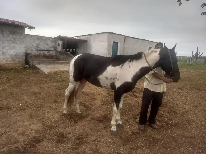 Campolina homozigoto somente cruza