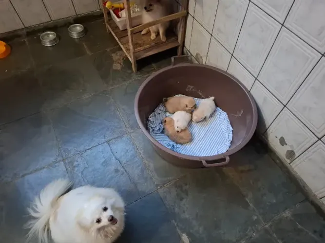 spitz alemão