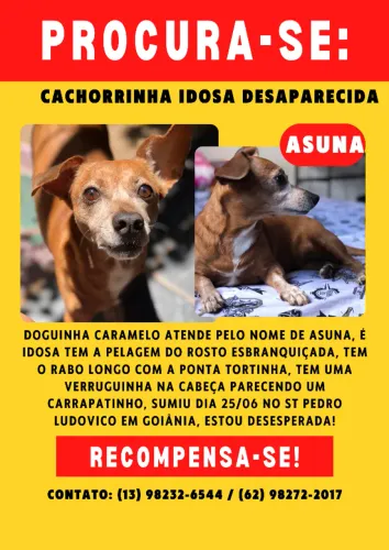 CACHORRINHA DESAPARECIDA