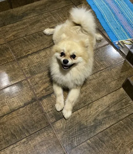 Spitz alemão