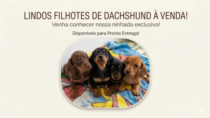 Filhote de daschsrund