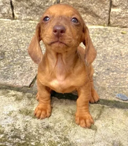 Basset - Dachshund - Salsichinha - Linguicinha