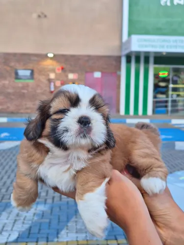Filhote de Shihtzu Macho e Fêmea
