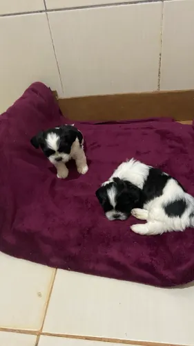 Cachorro shih tzu filhote machos