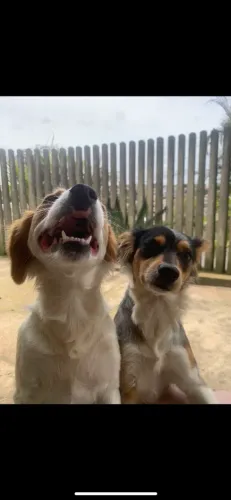 Doação de cachorras