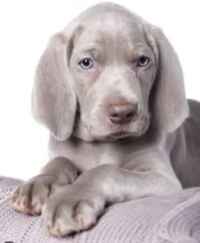 Weimaraner macho