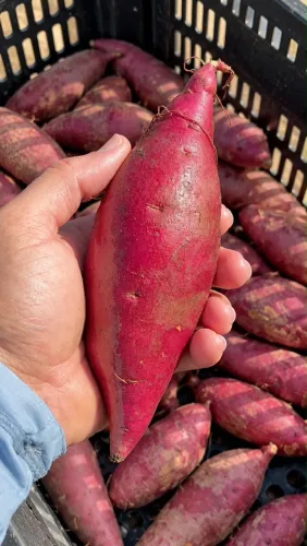 Batata doce direto do roçado