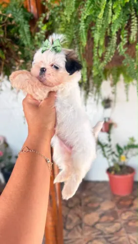 Shih Tzu Mini