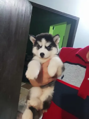 Husky Siberiano,Husky Siberiano Filhote Vacinado e Vermifugado