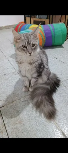 Filhote de Maine Coon 8 meses