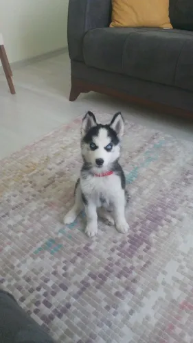 Filhotes de Husky Siberiano | Companhia que aquece o coração.
