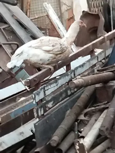 Galos e Galinhas 