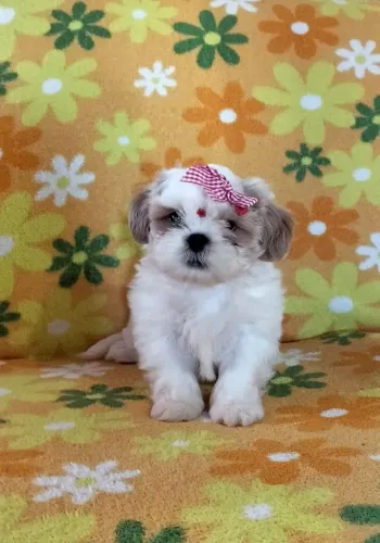Shih Tzu