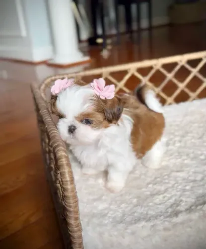 SHIHTZU MINI - FÊMEAS E MACHOS