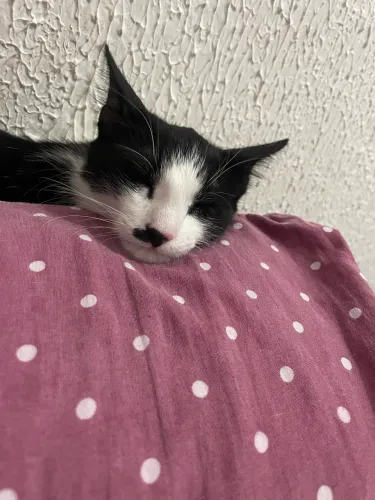 Gato macho 