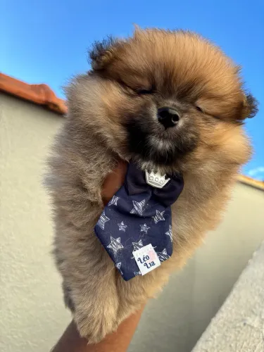 Lulu Spitz Alemão com pedigree