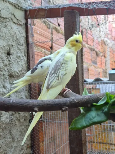 Galinha 
