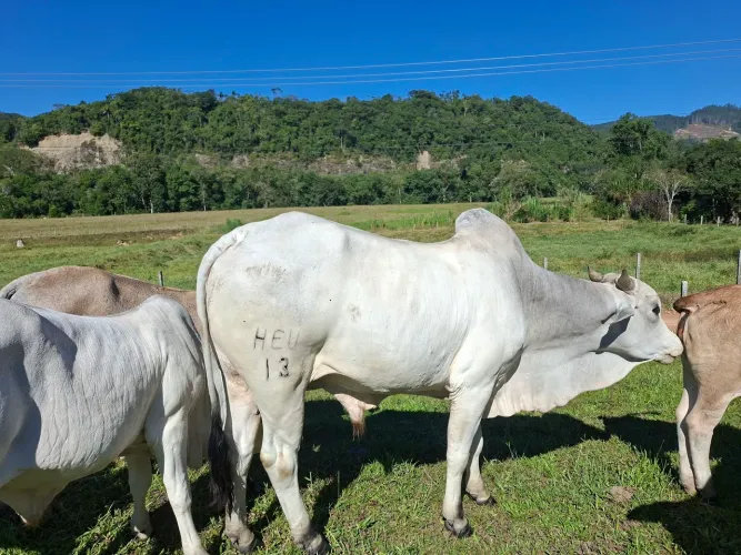 Venda Touro Nelore PO