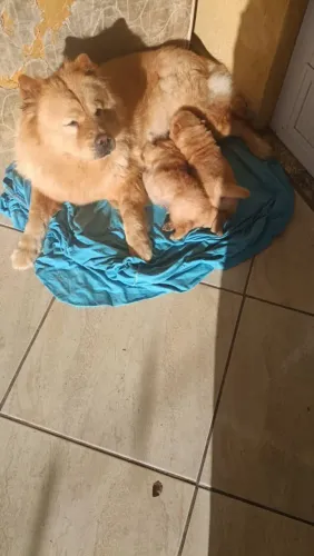 Vendo filhotes de chowchow