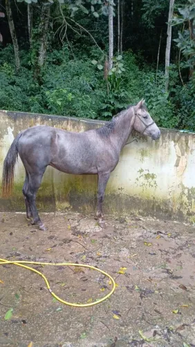 Potro quarto de milha - Sem RG -