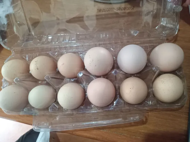 Vendo ovos galinha caipira galado pra criançao