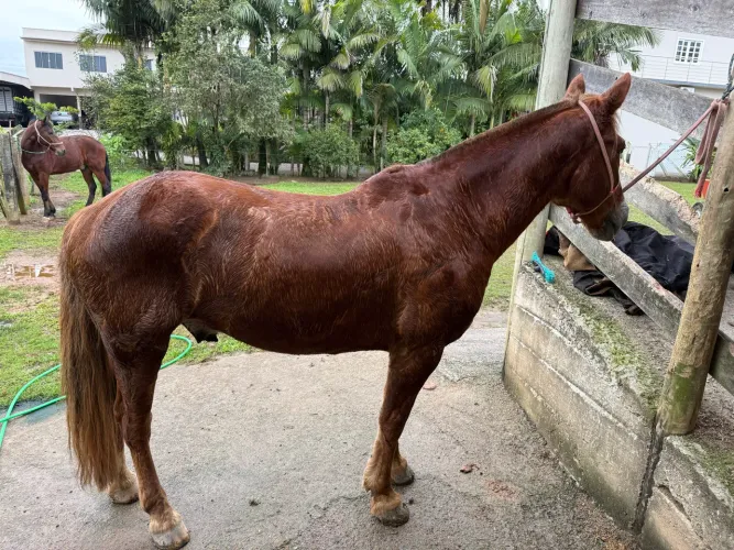 Cavalo Mestiço Montaria e Carroça 