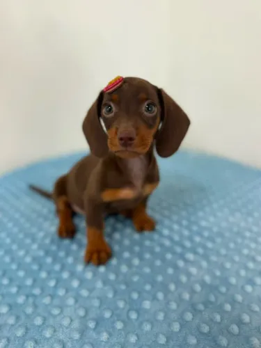 Dachshunds filhotes