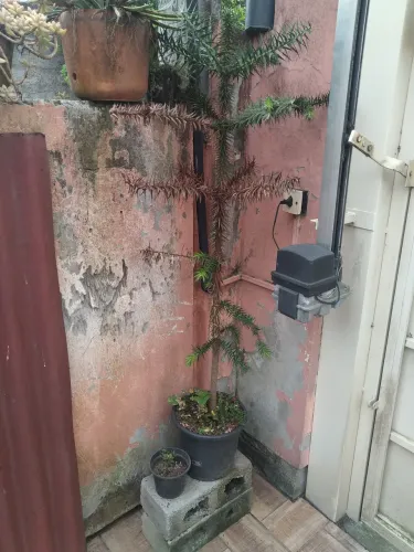 Muda Araucária