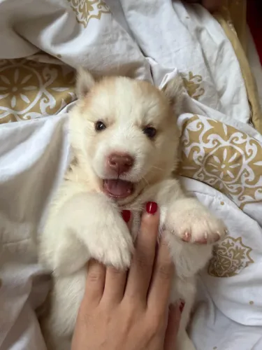Filhote de husky siberiano puro 
