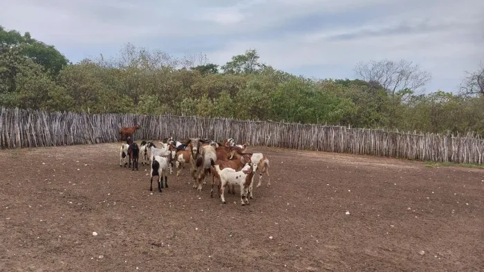 ADUBO ORGÂNICO (esterco de pequenos animais)