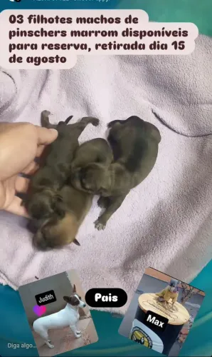 Filhotes de pinscher MACHOS marrom tem 2 ainda