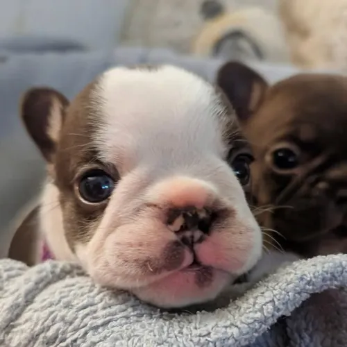 Bulldog francês perfeito e fofo